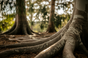 gros-plan-eucalyptus-racines-sol-foret