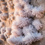 grosplan-mur-pierre-salpetre-cristaux